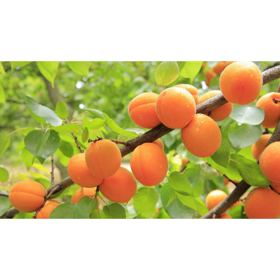 Abricots Secs Sauvages
