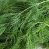 Aneth / Dill