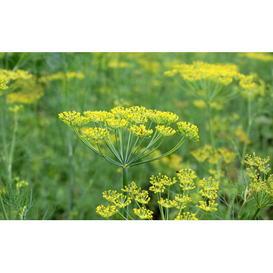 Aneth / Dill