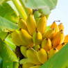 Banane séchée