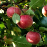 Pomme  séchée