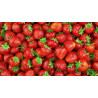 Fraise  séchée BIO