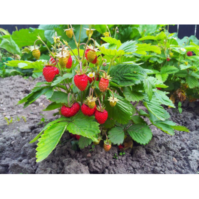 Fraise  séchée BIO