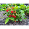 Fraise  séchée BIO