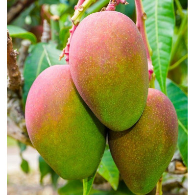 Mangue séchée BIO