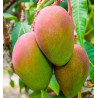 Mangue séchée BIO