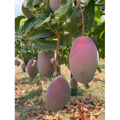 Mangue séchée BIO