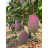 Mangue séchée BIO