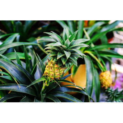Ananas  séché BIO