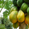 Papaye séchée BIO
