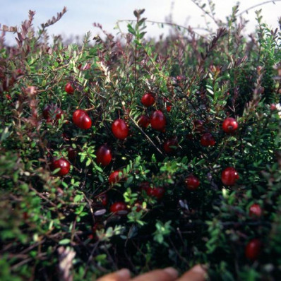 Cranberries au jus de pomme