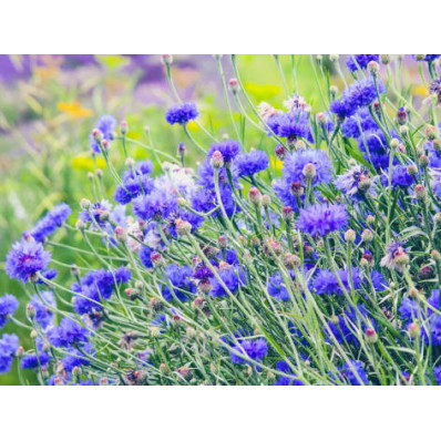 Fleurs de bleuet