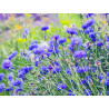 Fleurs de bleuet