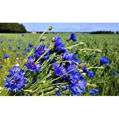 Fleurs de bleuet