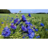 Fleurs de bleuet