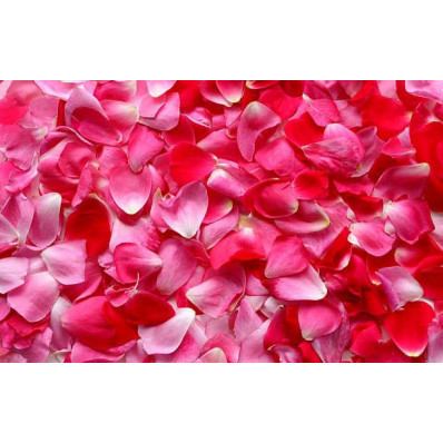 Boutons de rose