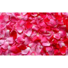Boutons de rose