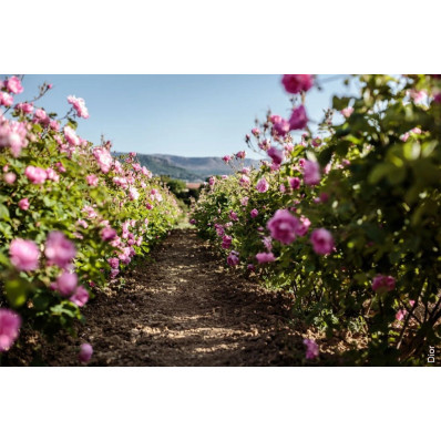 Boutons de rose