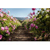Boutons de rose