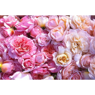 Boutons de rose