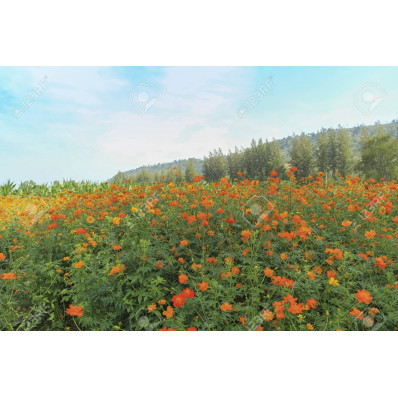 Fleurs de souci / Marigold