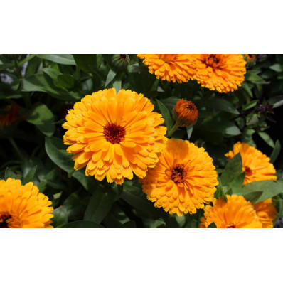 Fleurs de souci / Marigold