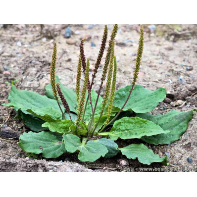 Plantain