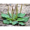 Plantain