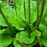 Plantain