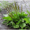 Plantain
