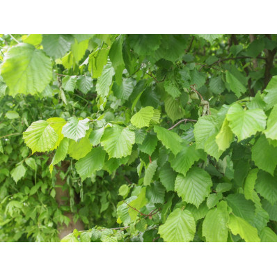 Feuilles de noisetier