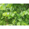 Feuilles de noisetier