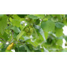 Feuilles de noisetier