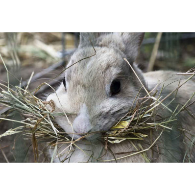 Foin pour  Lapins, cobayes, chinchillas, octodons, hamsters, tortues,