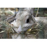 Foin pour  Lapins, cobayes, chinchillas, octodons, hamsters, tortues,