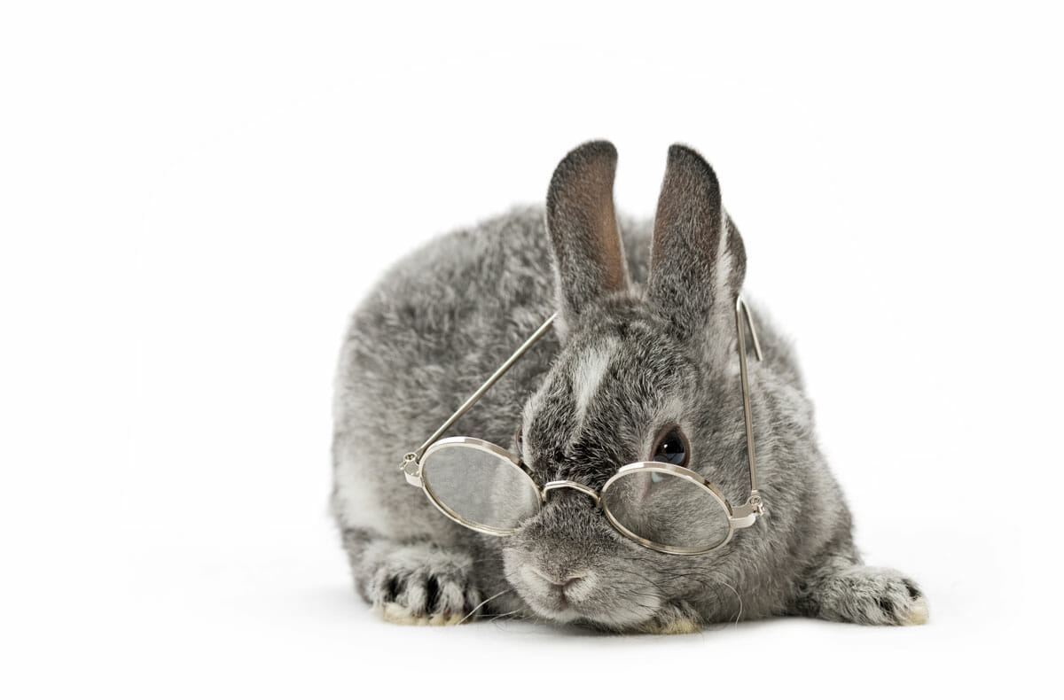 article-duree-de-vie-du-lapin.jpg